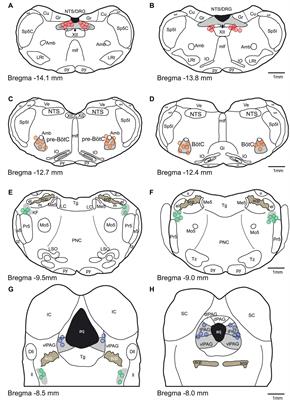 Increasing Local Excitability of Brainstem Respiratory Nuclei Reveals a Distributed Network Underlying Respiratory Motor Pattern Formation